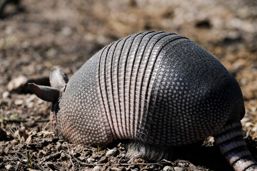 Poster - Texas wildlife shows nine-banded armadillo digging closeup in dirt.