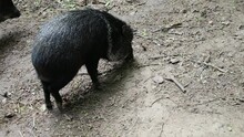 Collared Peccary, Small Black Boar, Explores The Area, Looking Around For Food