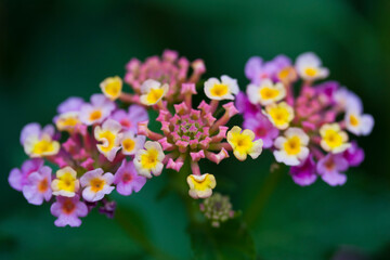 Wall Mural - Two lantana flowers