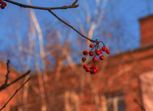 Bright Red Hawthorn Berries In Sunlight Against A Clear Blue Sky In Late Autumn. Latin Name Crataegus.