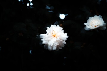 Canvas Print - Shallow focus of white peony camellia flowers on a black background