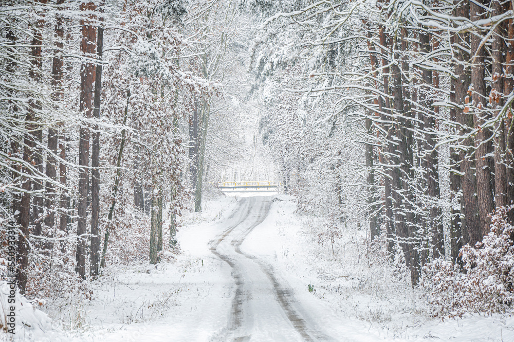Beautiful winter photos of the forest in Poland Stock Photo | Adobe Stock