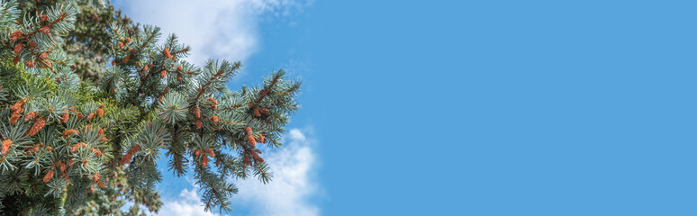 Wall Mural - Panoramic view over beautiful light green spruce tree with small young brown cones at solid blue sky background with copy space