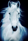 Fototapeta Konie - Majestic white horse with long hair