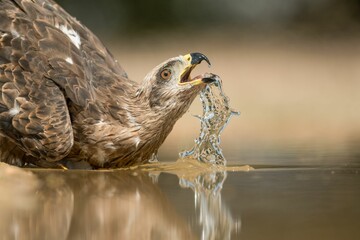 Poster - Closeup shot of a black kite bird drinking water from a pond