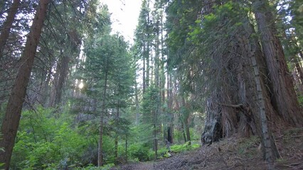 Wall Mural - Looking Up at Tall Pines and Sequoia Trees in Kings Canyon National Park