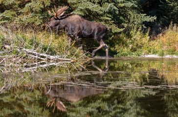 Wall Mural - Bull Moose Reflected in a Pond in Wyoming in Autumn