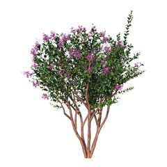 front view of plant ( crape myrtle - 1 ) tree png
