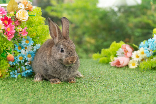 Lovely rabbit ears bunny sitting playful on green grass with flowers over spring time nature background. Little baby rabbit brown bunny curiosity standing playful on meadow summer background. Easter