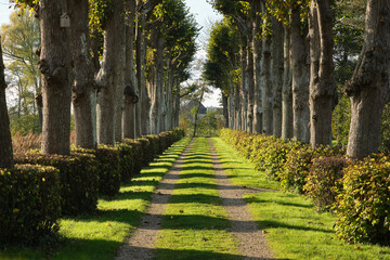 View on an avenue with trees and shadows in autumn on the Martenastate estate in the Frisian village of Koarnjum or Cornjum in The Netherlands. 