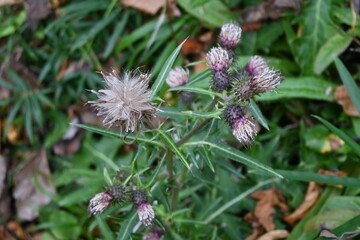 Sticker - Thistle after flower and fluff. Asreraceae perennial entomophilous flower. Blooms from April to October.