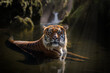 Tiger eye contact in water, Sumatran tiger in the water, Eye contact.