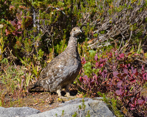 Wall Mural - Grouse among fall colors in the meadows of Mount Rainier National Park in the Pacific Northwest of the United States