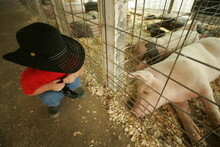 Child At The Fair With A Pig