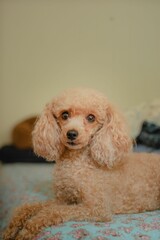 Sticker - Portrait of adorable toy poodle resting on the bed