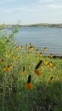 Yellow Flowers Swaying Gently To The Breeze On The Shore Of Lake, Steady Vertical Footage