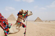 Camel Giza Pyramids. Close up of a camel's head at the pyramids, Egypt.