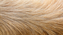 Brown Dog Fur Background Texture Close-up Abstract Beautiful