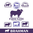 FARM COMPANY LOGO, silhouette of great brahman bull standing vector illustrations