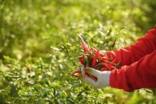 Asian Farmer Harvesting Red Chili Peppers In An Agricultural Chili Farm.