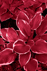 abstract magenta color toned leaves