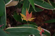 クマザサのうえに落ちた紅葉の葉