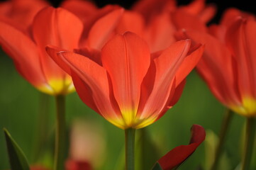 Wall Mural - Rote Tulpen