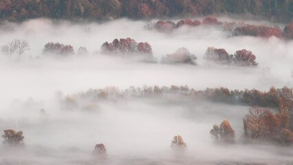 Sticker - Flying over the misty forest, 4k resolution video in the autumn season