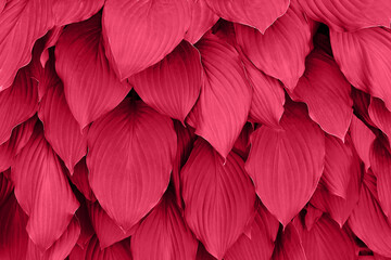 Viva magenta color of the year 2023. leaves pattern background in color viva magenta with dark leaves, fresh flat background toned in color of the year 2023 viva magenta. Hosta leaves.