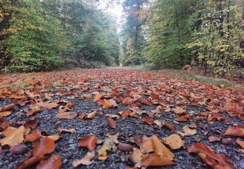 Sticker - autumn in the forest