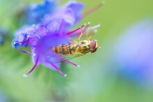Hover Fly, Flower Fly Or Syrphid Fly (Syrphidae)