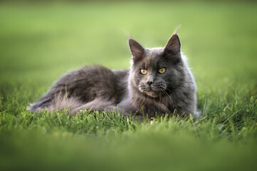 Wall Mural - young maine coon cat lying down on grass in summer