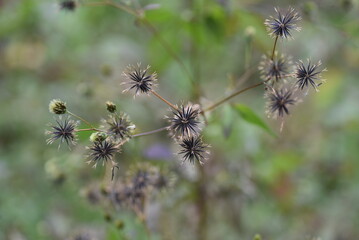 Canvas Print - Bidens pilosa ( Hairy beggar-ticks )  achenes. The yellow tubular flowers bloom from September to October, and the post-flowering achenes are prickly seeds with thorns.