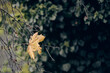 Żółty liść klonu wisi na żywopłocie. Jesień, liście opadają. Przed zimą.