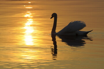 Sticker - Schwan bei Sonnenuntergang