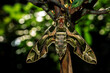 Close-up a Oleander Hawk-moth perched on a branch