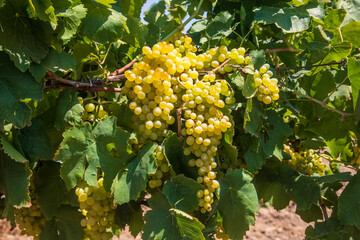 Sticker - Grapes vineyard, Sultani grapes, Izmir - Turkey