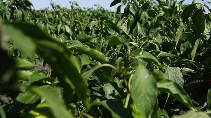 Wall Mural - Vegetable rows of pepper grow in the field