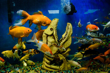 Wall Mural - fish in aquarium