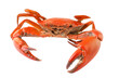 sea crab isolated on transparent png