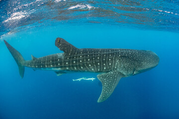  Whale shark and woman diver near Isla Mujeres, Mexico