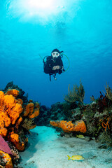 Wall Mural - woman scuba diving on Cozumel coral reef in Mexico