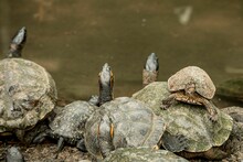 Closeup Of The Red-eared Terrapins, Trachemys Scripta Elegans On The Rock.