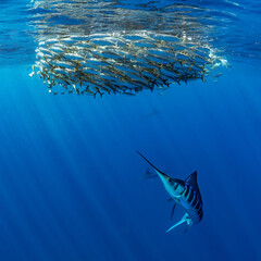 Marlins hunting on sardines or makerels in Baja California Sur