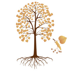 Wall Mural - linden tree in autumn with fruits on a branch on a white background.