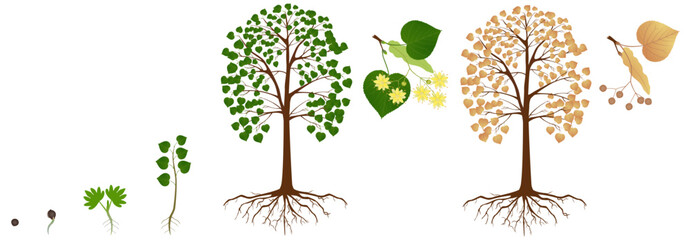 Wall Mural - Cycle of growth of a linden tree on a white background.