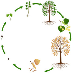 Wall Mural - Life cycle of linden tree on a white background.