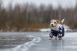 Jack Russell Terrier stands on the ice of a lake in a winter forest. A dog in a blue warm down jacket on a background of green pine trees. The animal is reflected in the frozen water
