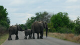 Fototapeta Sawanna - Herd of Elephants in Africa walking through the grass , safari trip