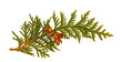 A single branch from a cedar evergreen tree that includes four small cedar cones. On a transparent background.
